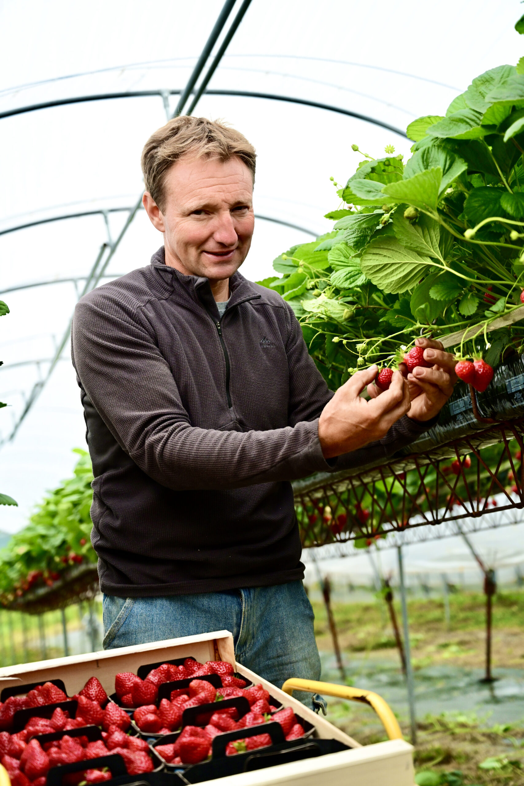 Éric Pauchon, producteur de fruits rouges