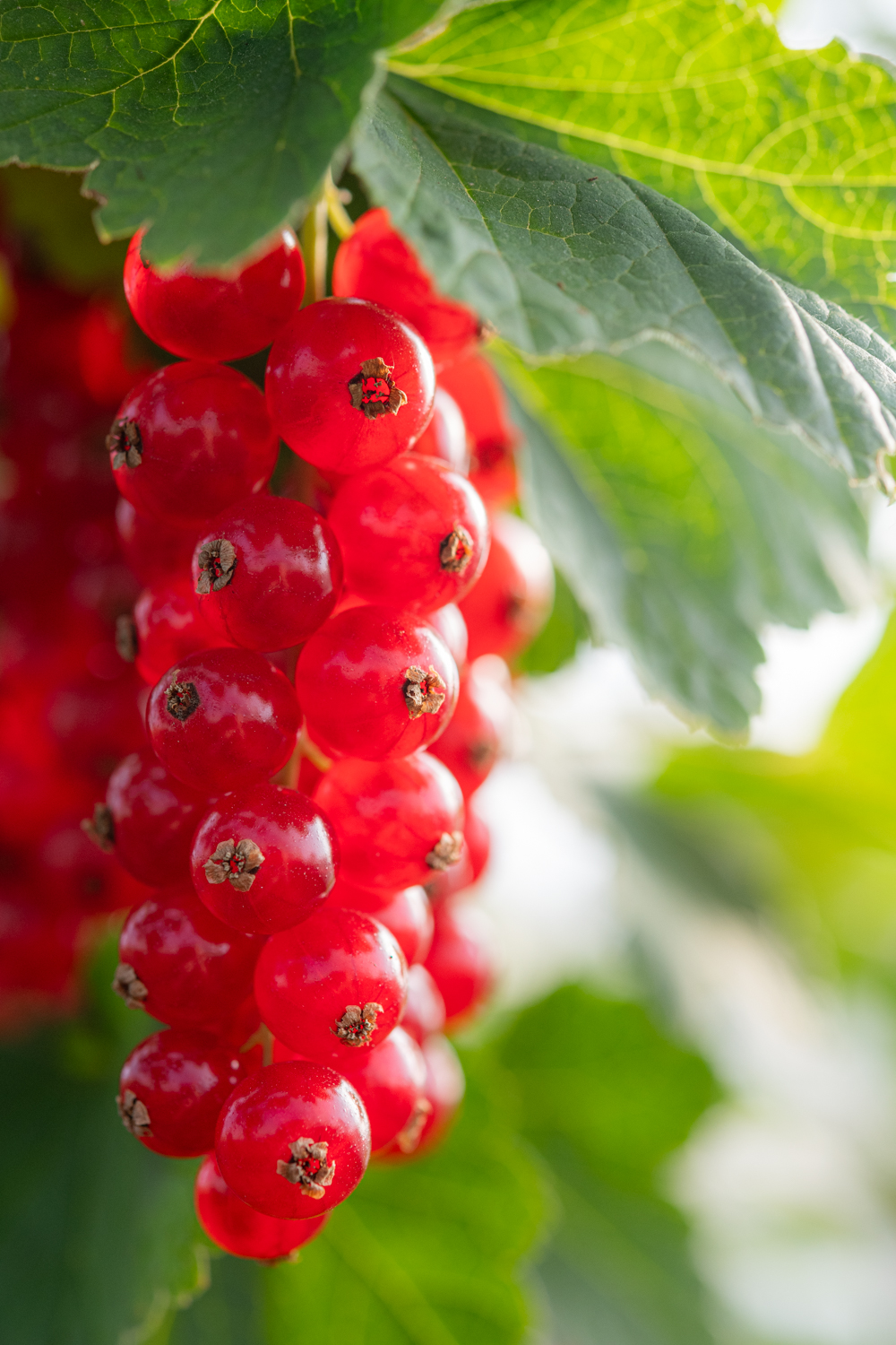 Grappe de groseilles rouges
